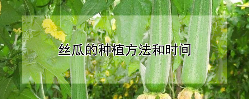 丝瓜的种植方法和时间 丝瓜的种植方法和时间温度