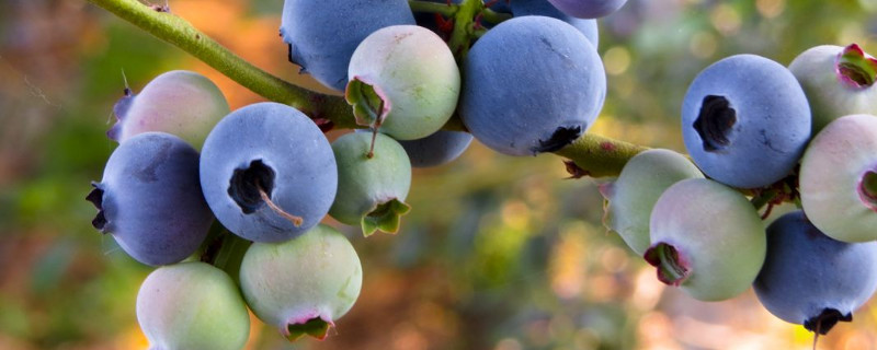 蓝莓有核吗 野生蓝莓有核吗