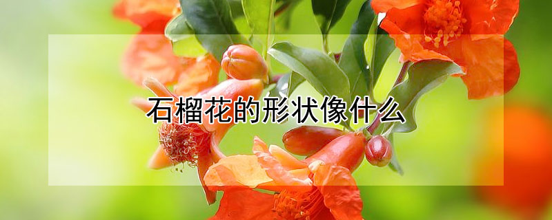 石榴花的形状像什么 石榴花像什么?