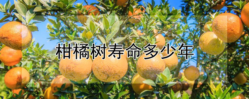 柑橘树寿命多少年 柑橘树寿命多少年才能结果