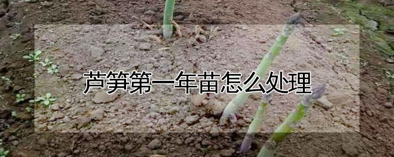 芦笋第一年苗怎么处理（芦笋一年苗怎么移植）