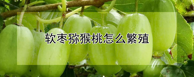 软枣猕猴桃怎么繁殖 软枣猕猴桃怎么繁殖的