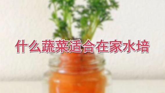 哪种蔬菜适合在家水培 家庭水培蔬菜有哪几种