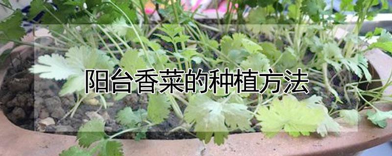 阳台香菜的种植方法（阳台香菜的种植方法和时间）
