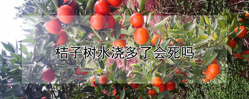 桔子树水浇多了会死吗（桔子树水浇多了会死吗）