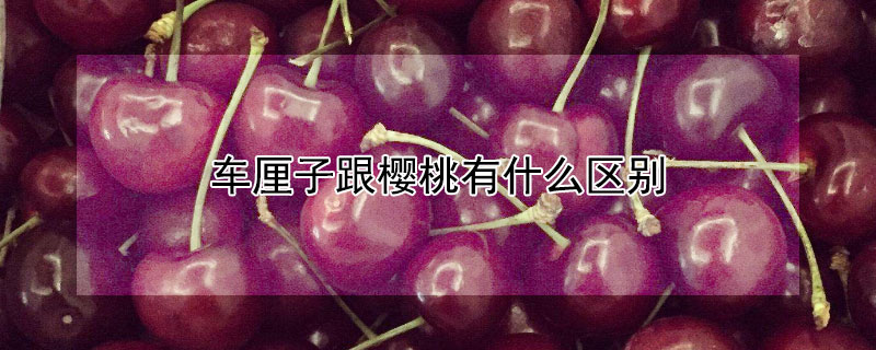 车厘子跟樱桃有什么区别 车厘子跟樱桃有什么区别图片