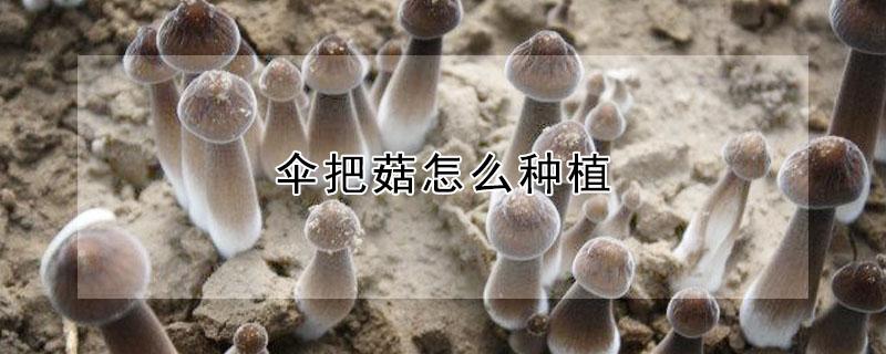 伞把菇怎么种植（伞把菇怎么种植的）