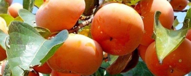 柿子坐果后落果严重（柿子坐果后落果严重怎么办）