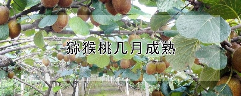 猕猴桃几月成熟（眉县猕猴桃几月成熟）