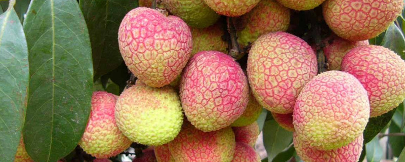荔枝嫁接时间和方法（荔枝嫁接的最佳时间）