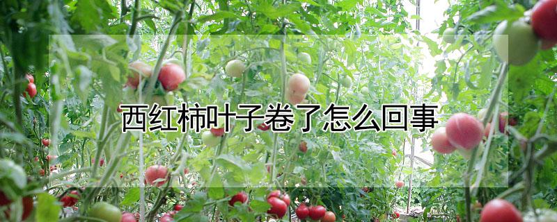 西红柿叶子卷了怎么回事 西红柿叶子卷了怎么回事图片