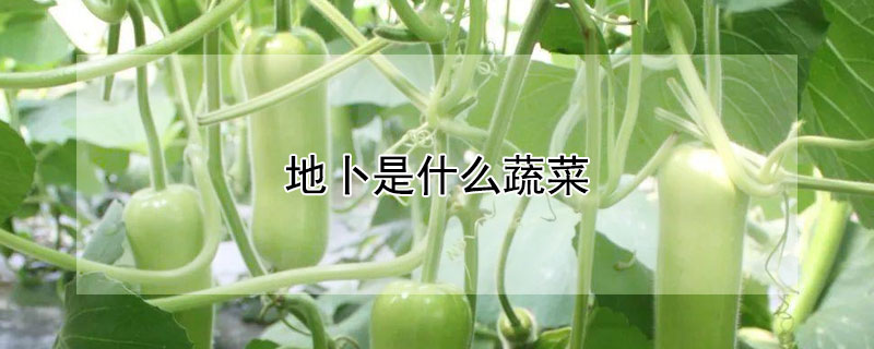 地卜是什么蔬菜 地卜是什么蔬菜农约