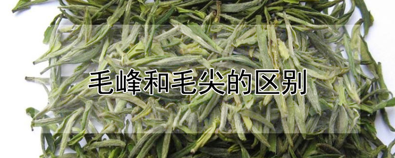 毛峰和毛尖的区别（毛峰和毛尖的区别图解）