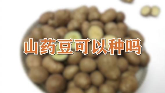 山药豆可以种吗 山药豆子可以种吗