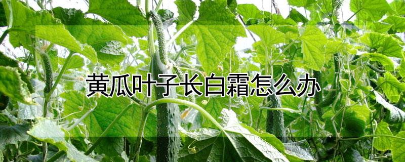 黄瓜叶子长白霜怎么办 黄瓜叶子长白霜怎么办用什么药