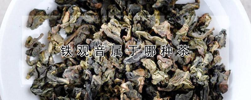 铁观音属于哪种茶 铁观音属于哪种茶类?