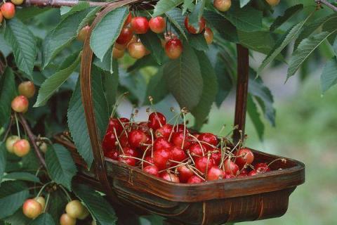 樱桃树零下多少度会冻死