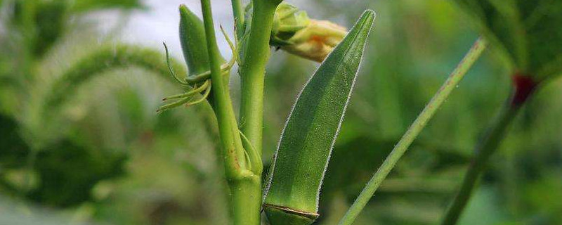 秋葵多久开花结果 秋葵开花到秋葵成熟要多久