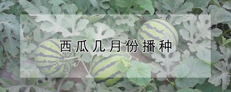 西瓜几月份播种 西瓜几月份播种?
