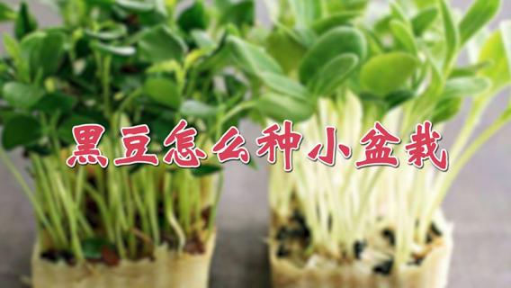黑豆怎么种小盆栽 黑豆怎么种小盆栽图片