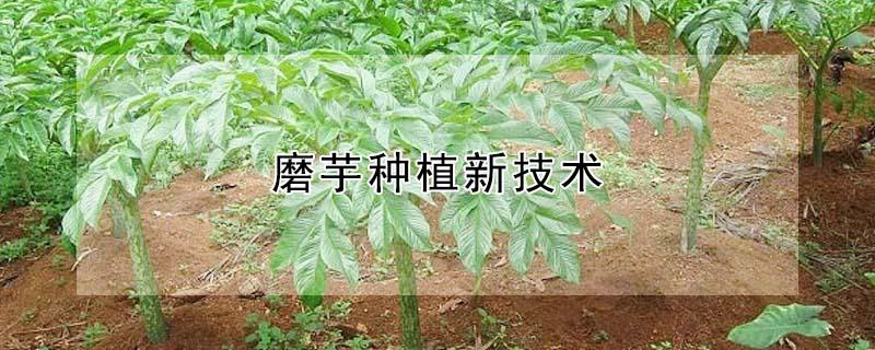 磨芋种植新技术（魔芋种植技术）