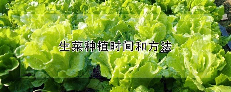 生菜种植时间和方法 四季生菜种植时间和方法