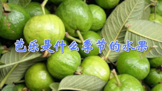 芭乐是什么季节的水果 芭乐是什么季节的水果图片