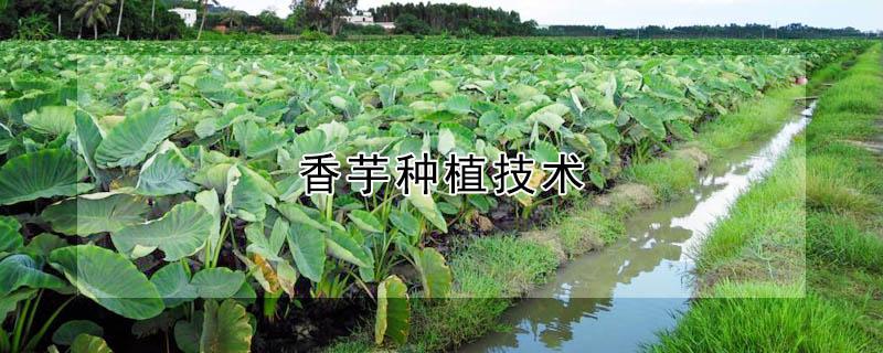 香芋种植技术 广东香芋种植技术