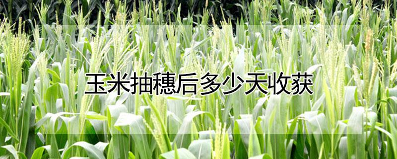玉米抽穗后多少天收获（玉米抽穗后多少天收获完）