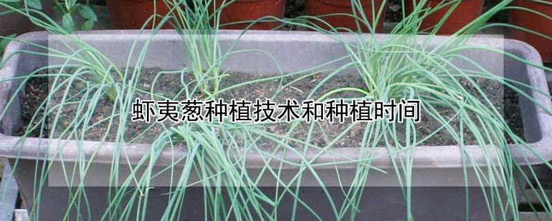 虾夷葱种植技术和种植时间 虾夷葱可以一年四季种植吗