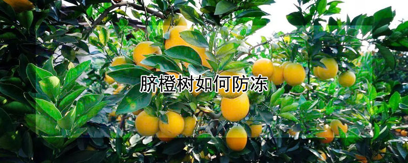 脐橙树如何防冻 脐橙树防冻保温包装袋