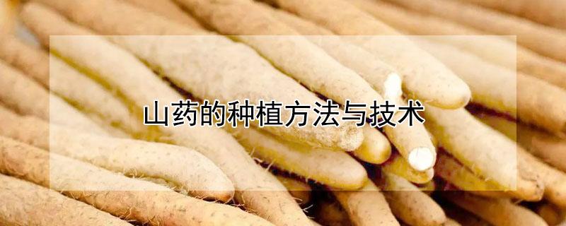 山药的种植方法与技术（山药的种植方法与技术）