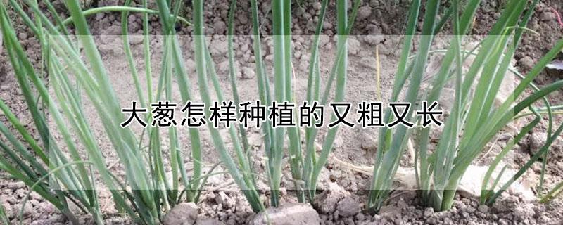 大葱怎样种植的又粗又长 大葱怎样种植的又粗又长又大