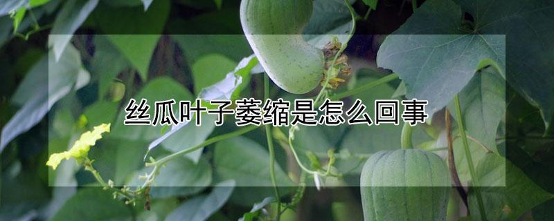 丝瓜叶子萎缩是怎么回事（丝瓜叶子萎缩是怎么回事儿）