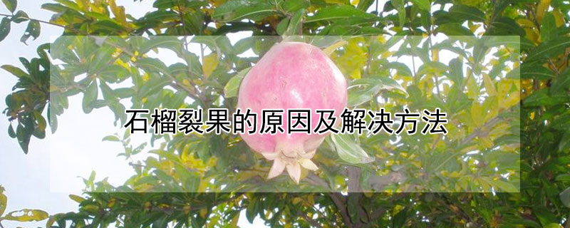 石榴裂果的原因及解决方法（石榴裂果的原因是什么?该如何预防?）