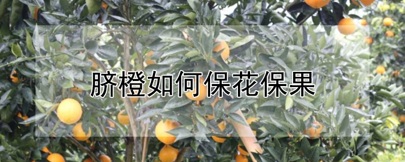 脐橙如何保花保果（脐橙保花保果的特效药）