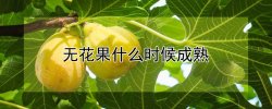 无花果什么时候成熟 无花果什么时候成熟图片