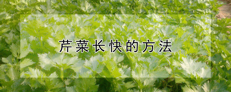 芹菜长快的方法（怎样让芹菜长得粗又长得快）