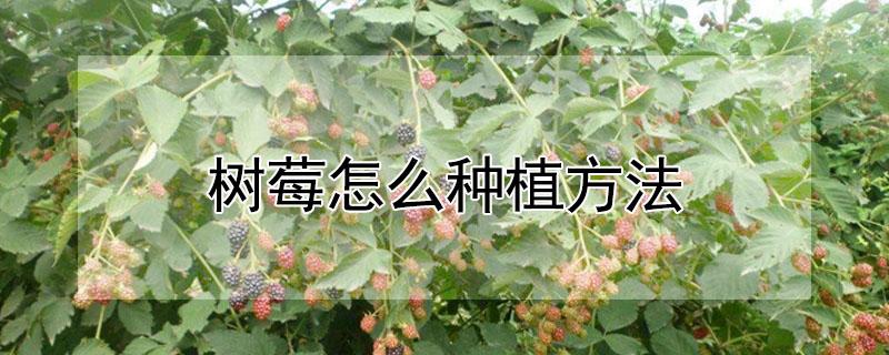 树莓怎么种植方法 树莓怎么种植方法视频
