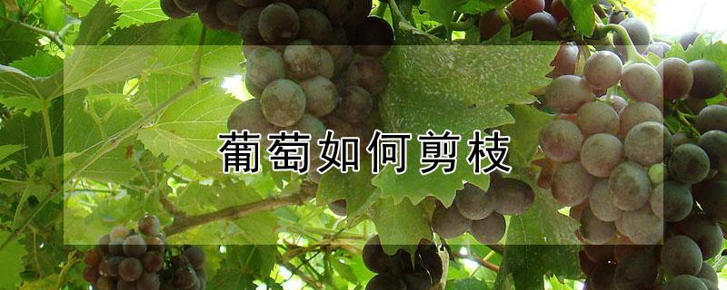 葡萄如何剪枝（葡萄如何剪枝过冬）