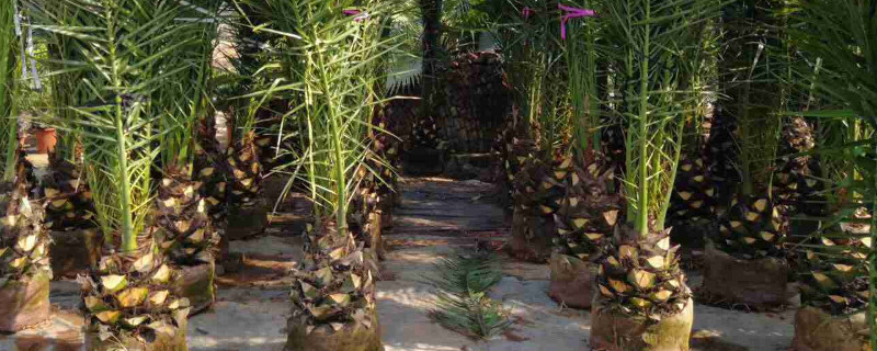 海枣树为什么突然死了（海枣树死亡原因是什么）