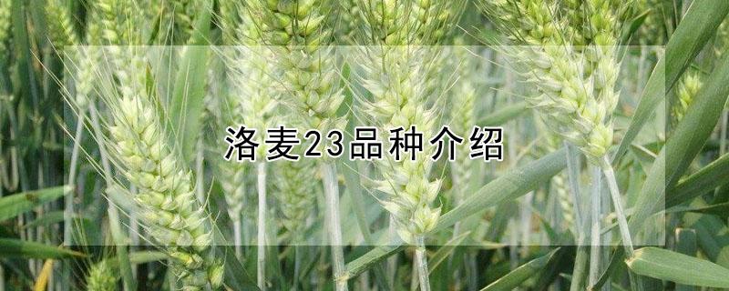 洛麦23品种介绍（洛麦系列小麦种）