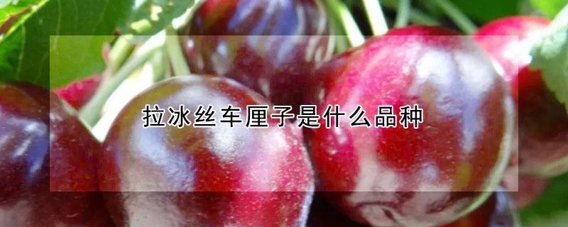 拉冰丝车厘子是什么品种（车厘子新品种叫冰什么）