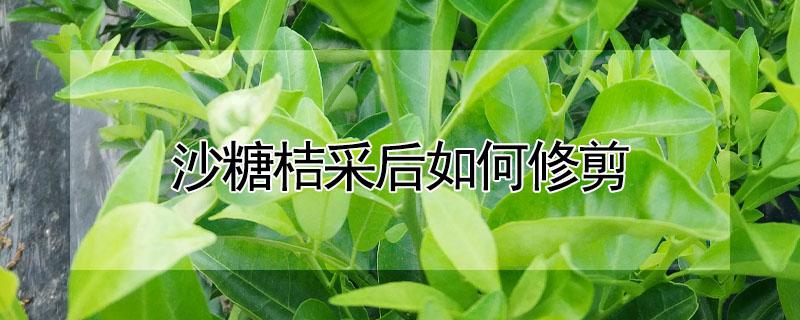 沙糖桔采后如何修剪 沙糖桔树的修剪技术