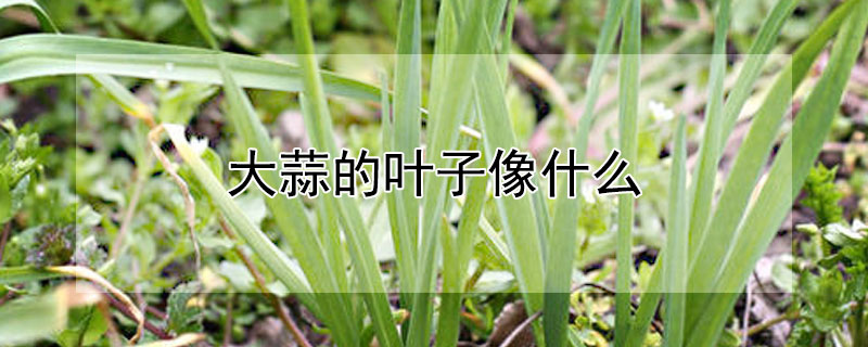 大蒜的叶子像什么（大蒜的叶子像什么句子）