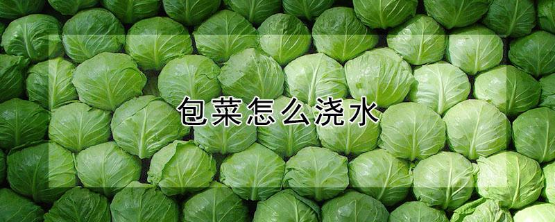 包菜怎么浇水 包菜怎么浇水视频