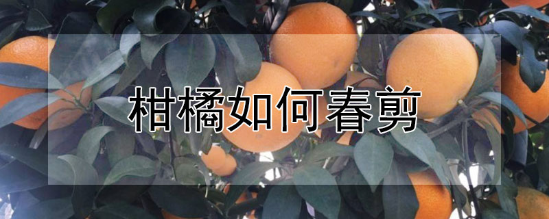 柑橘如何春剪 柑橘冬剪要点