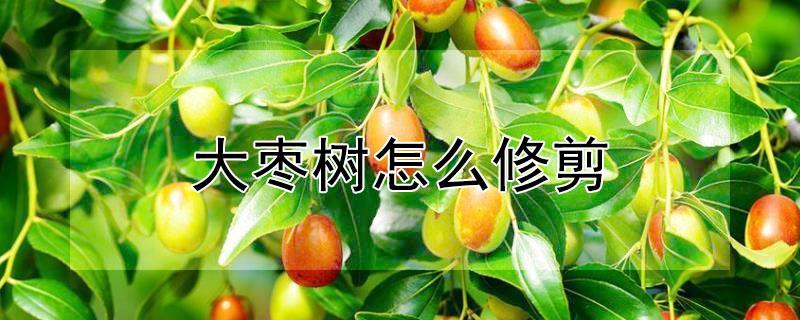 大枣树怎么修剪（大枣树怎么修剪视频）
