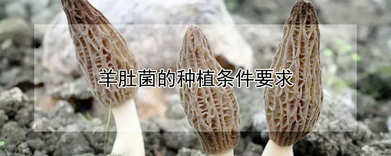 羊肚菌的种植条件要求（羊肚菌的种植条件要求高吗）