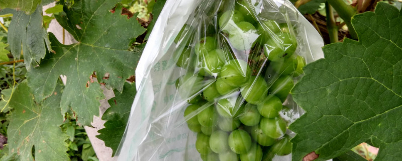 葡萄套袋是在几月份 葡萄套袋是在几月份做的